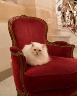 Le Bristol Hotel. Paris © Photo by François Cavelier
