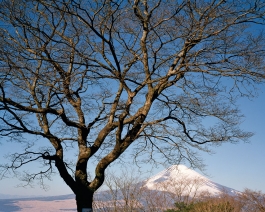 FUJISAN. Nagao pass. Gotenba city, Shizuoka. JAPAN, 2010 François Cavelier 